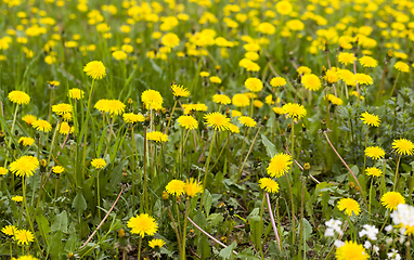 Image showing beautiful yellow dandelions