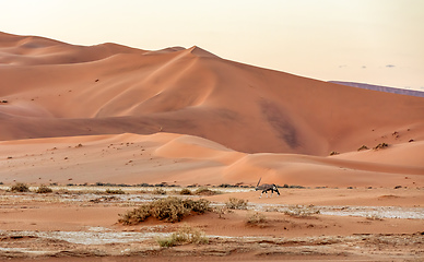 Image showing Dead Vlei landscape in Sossusvlei, Namibia Africa