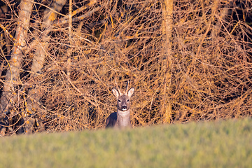 Image showing European roe deer near village europe wildlife