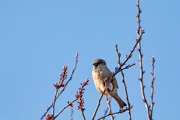 Image showing bird House Sparrow, Europe wildlife