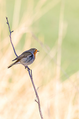 Image showing bird European Robin Red Breast