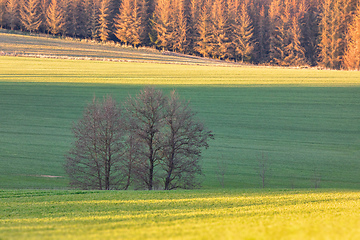 Image showing Beautiful green spring rural landscape