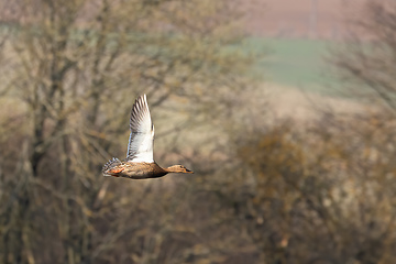 Image showing Female Mallard Duck Flying