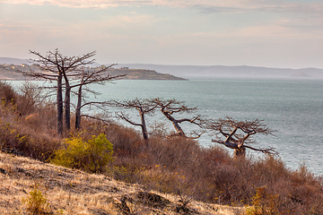 Image showing Baobab tree on sunset against bay of water Madagascar