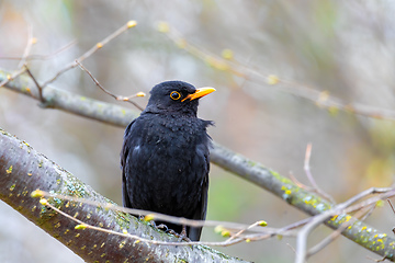 Image showing male of Common blackbird in nature