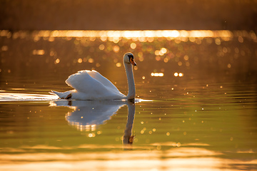 Image showing common big bird mute swan on evening pond