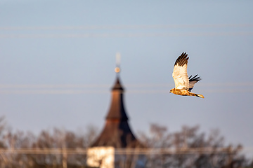 Image showing Marsh Harrier, Birds of prey, Europe Wildlife