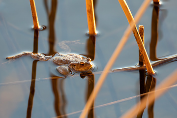 Image showing Common toad, Bufo bufo, Czech republic, Europe wildlife