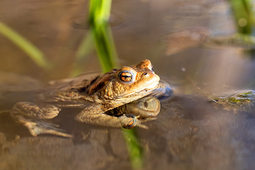 Image showing Common toad, Bufo bufo, Czech republic, Europe wildlife