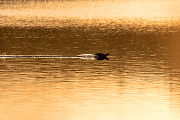 Image showing Bird Eurasian coot Fulica atra