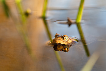 Image showing Common toad, Bufo bufo, Czech republic, Europe wildlife