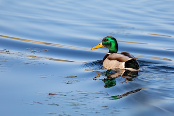 Image showing duck mallard on pond, Czech Republic, Europe wildlife