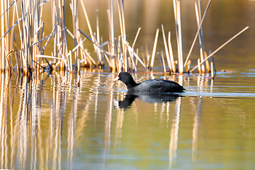 Image showing Bird Eurasian coot Fulica atra hiding in reeds