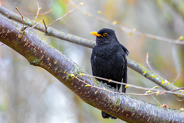 Image showing male of Common blackbird in nature