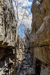 Image showing Ankarana Tsingy stones, northern Madagascar landmark