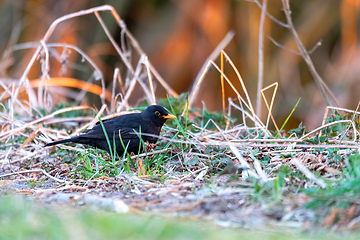 Image showing male of Common blackbird in garden