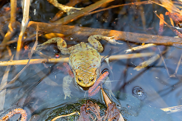 Image showing Common toad, Bufo bufo, Czech republic, Europe wildlife