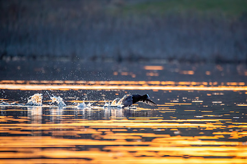 Image showing Bird Eurasian coot Fulica atra on pond