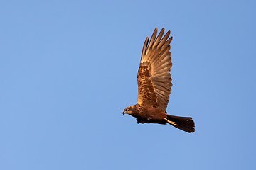 Image showing Marsh Harrier, Birds of prey, Europe Wildlife