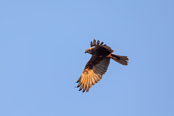 Image showing Marsh Harrier, Birds of prey, Europe Wildlife