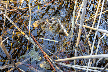 Image showing Common toad, Bufo bufo, Czech republic, Europe wildlife