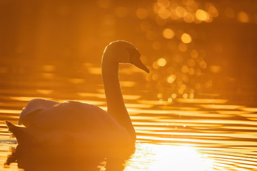 Image showing Wild bird mute swan in spring on evening pond