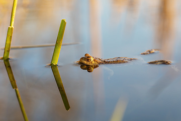 Image showing Common toad, Bufo bufo, Czech republic, Europe wildlife