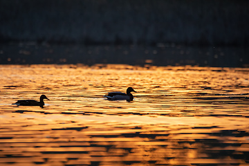 Image showing duck mallard on pond, Czech Republic, Europe wildlife