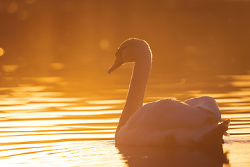 Image showing Wild bird mute swan in spring on evening pond