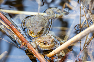 Image showing Common toad, Bufo bufo, Czech republic, Europe wildlife