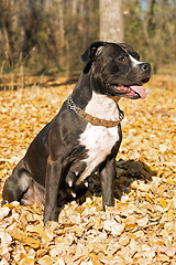 Image showing Portrait of the american staffordshire terrier against foliage