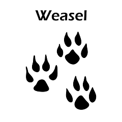 Image showing Weasel Footprint