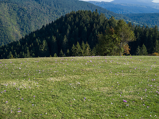 Image showing The beautiful idyllic landscape of the Bosnian-Herzegovinian meadow