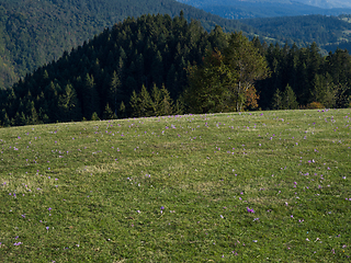 Image showing The beautiful idyllic landscape of the Bosnian-Herzegovinian meadow