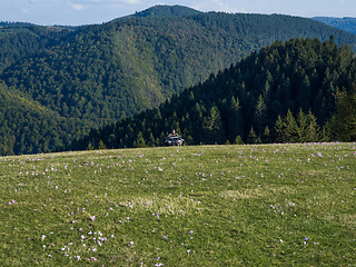 Image showing A man driving a quad ATV motorcycle through beautiful meadow landscapes