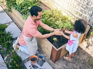 Image showing Gardening, dad helping daughter with plants and sustainability, teaching and learning with growth in nature. Farming, food and father with daughter in vegetable garden with love, support and kids fun