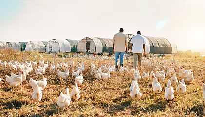 Image showing Black people, back and walking on farm with animals, chicken or live stock in agriculture together. Rear view of men working in farming, sustainability and growth for supply chain in the countryside