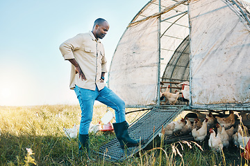 Image showing Agriculture, chicken and environment with black man on farm for food, sustainability and eco friendly. Poultry, health and eggs with farmer and animals in countryside field for organic and livestock