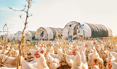 Image showing Health, relax and chicken with black family on farm for agriculture, environment and bonding. Food, summer and love with parents and child farmer on countryside field for eggs, care and animals