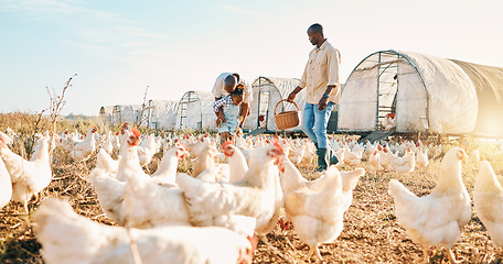 Image showing Playful, gay couple and chicken with black family on farm for agriculture, environment and bonding. Relax, lgbtq and love with men and child farmer on countryside field for eggs, care and animals