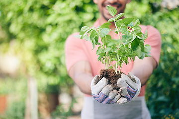 Image showing Hands, growth and man with plant for gardening, earth day or nature sustainability. Spring, green energy and gardener or agriculture worker with ecology in park or nursery for work in the environment