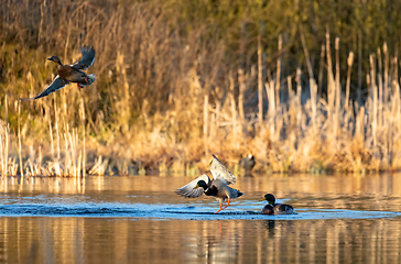 Image showing male and female Mallard Duck Flying on pond