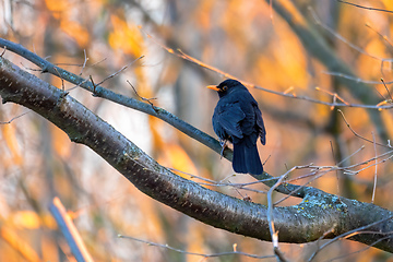 Image showing male of Common blackbird in garden