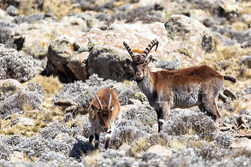 Image showing rare Walia ibex in Simien Mountains Ethiopia