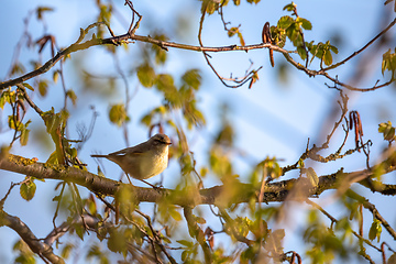 Image showing small song bird Willow Warbler, Europe wildlife