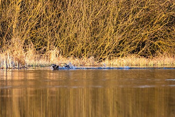 Image showing Bird Eurasian coot Fulica atra on pond