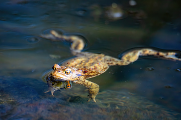 Image showing Common toad, Bufo bufo, Czech republic, Europe wildlife