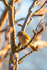 Image showing small song bird Willow Warbler, Europe wildlife