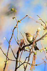 Image showing small song bird Willow Warbler, Europe wildlife