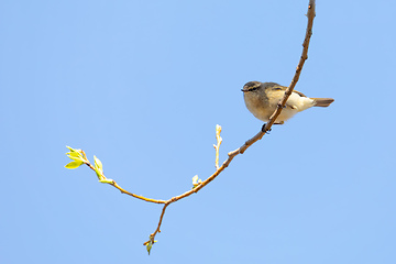 Image showing small song bird Willow Warbler, Europe wildlife